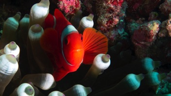 Anemonie Fish